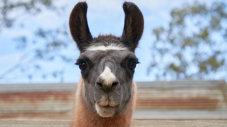 Join in for a fun-filled day packed with beautiful animals, a tractor ride, putt-putt golf, and playgrounds for everyone!
